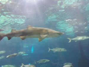 Tiburón en Aquarium de Barcelona